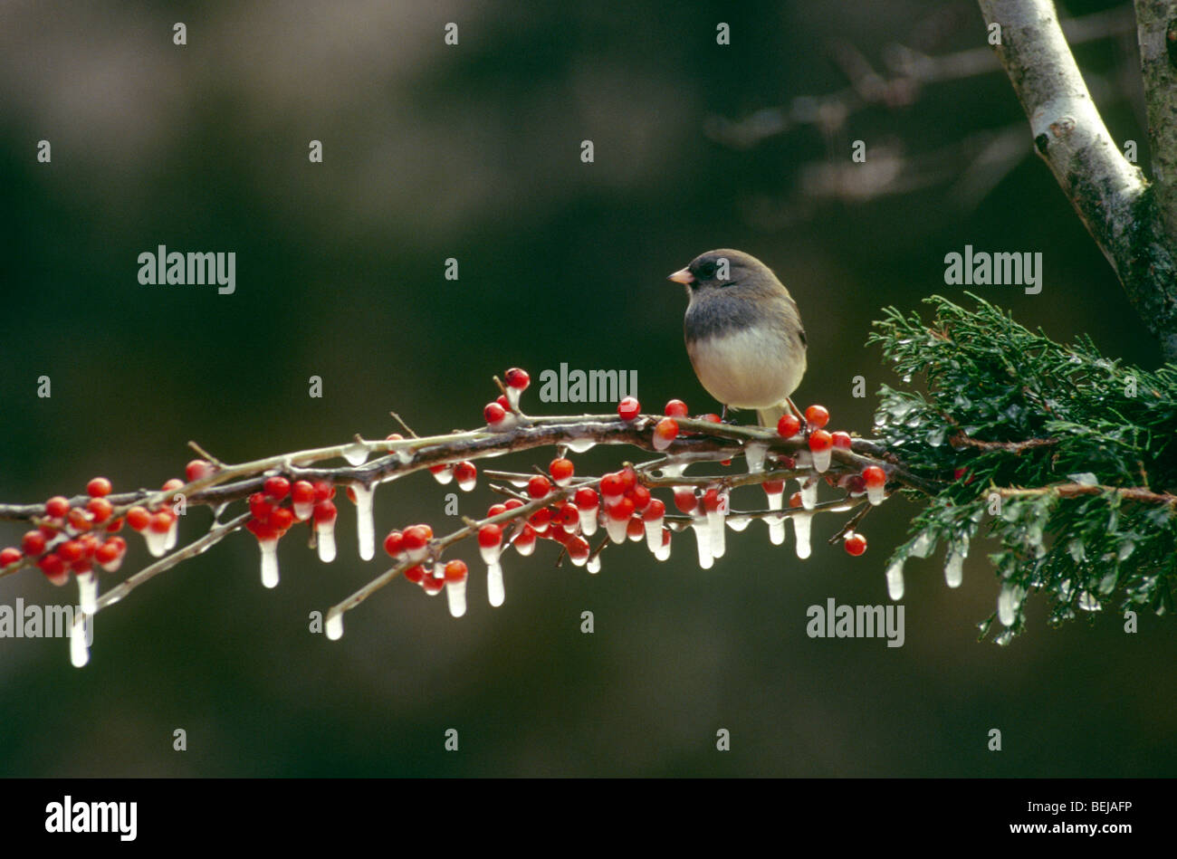 Le Junco ardoisé (Junco hyemalis) sur une branche de rouge indigène des baies de houx couvert de glaçons, Missouri, USA Midwest. Banque D'Images