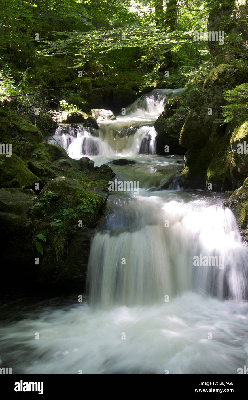 Cascade dans un sous-bois en été. L'Auvergne. La France. Banque D'Images