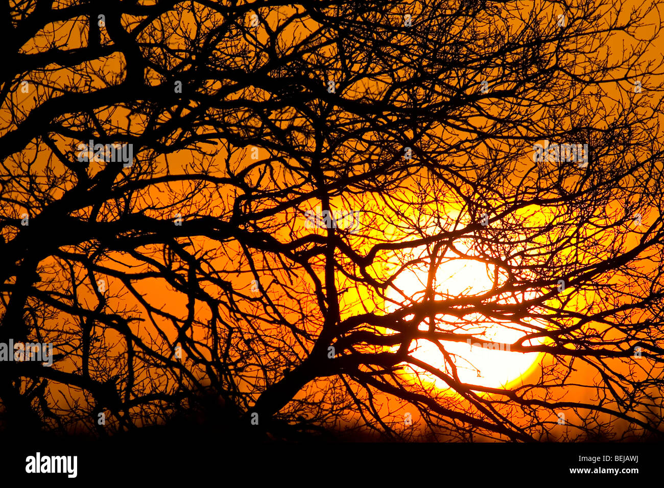 La silhouette des branches d'arbre au lever du soleil, les Pays-Bas Banque D'Images