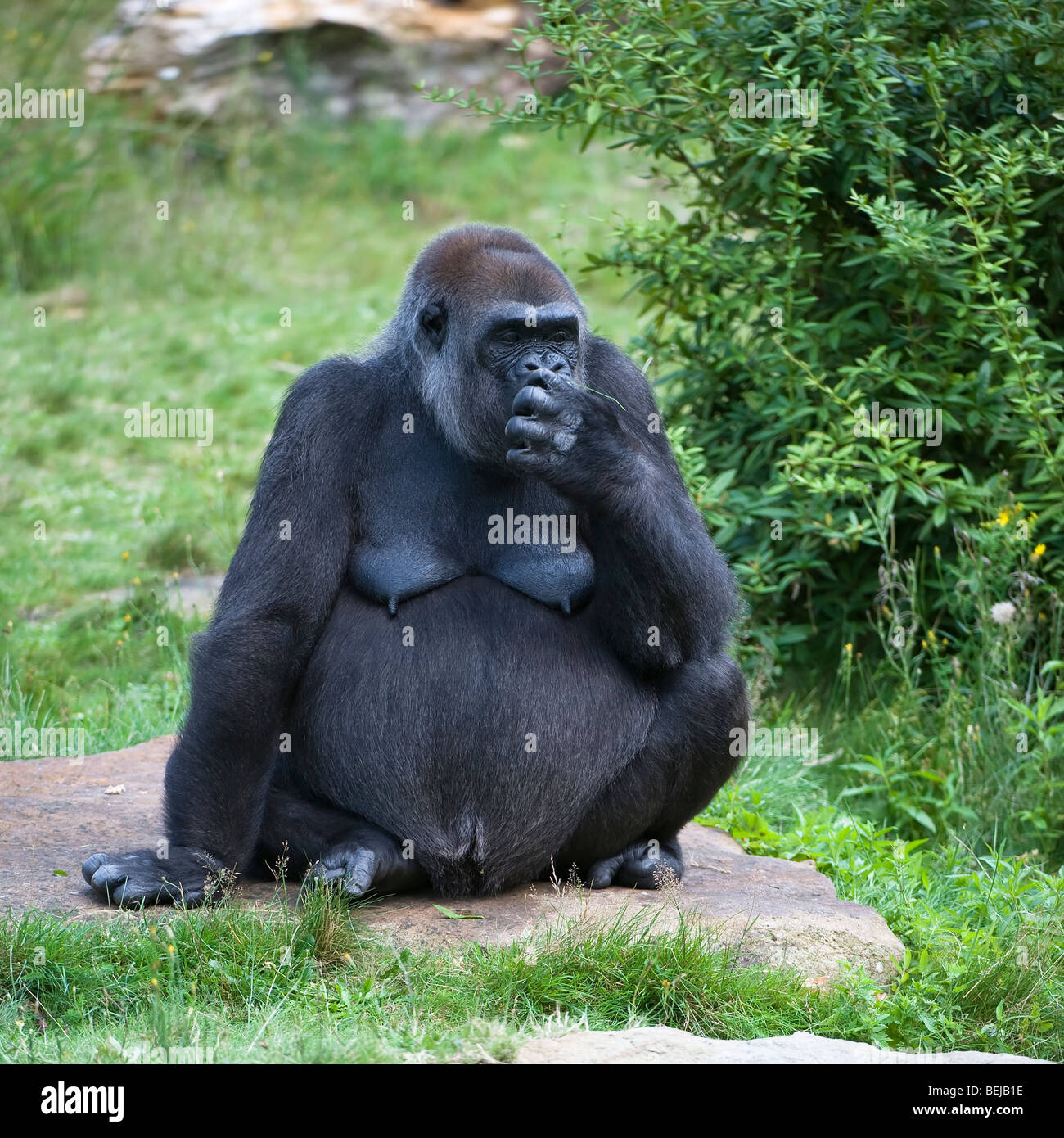 Gorille de plaine de l'ouest (Gorilla gorilla gorilla) Banque D'Images