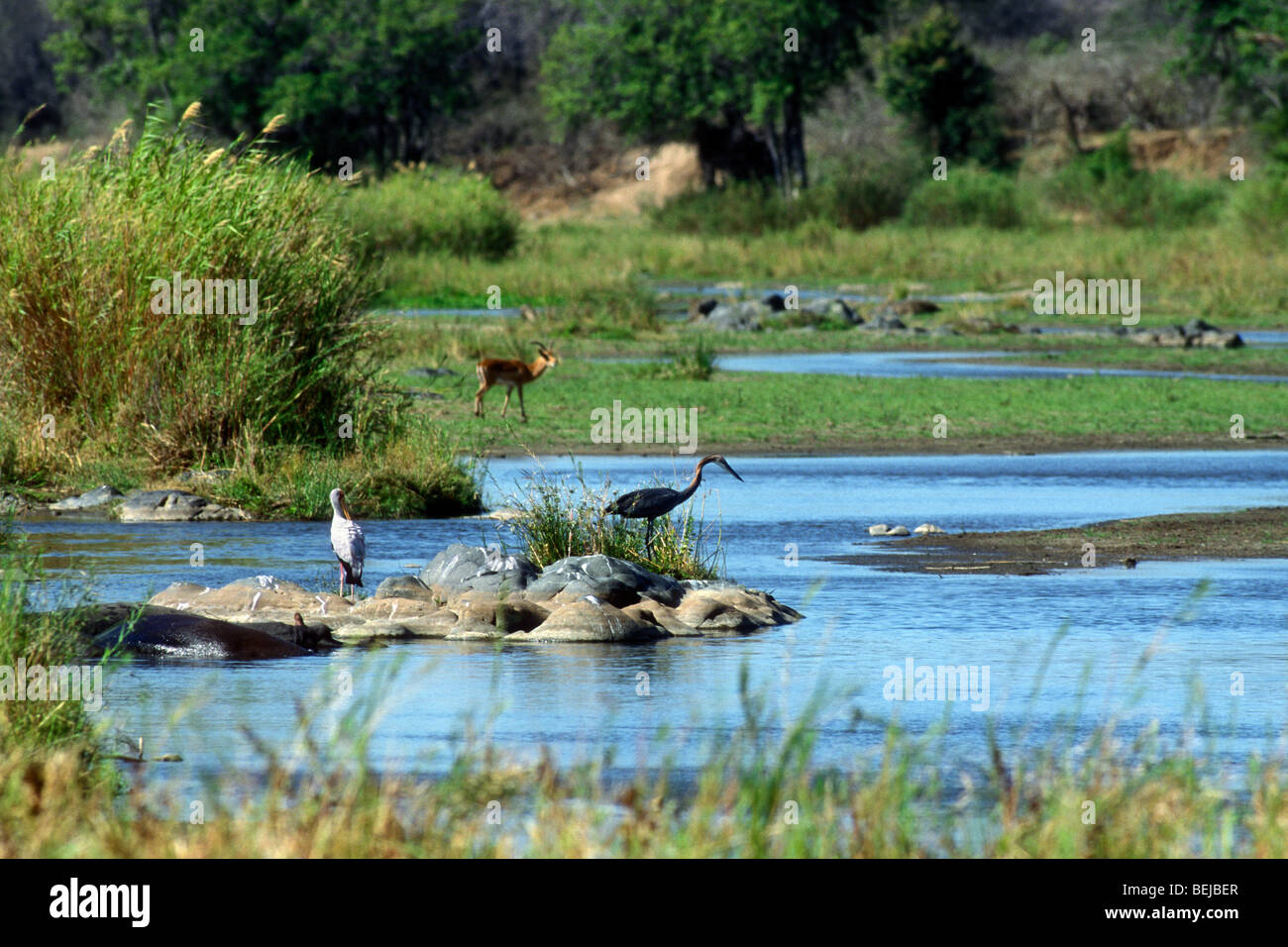 La faune (impala, l'hippopotame, cigogne, héron) sur les bords de la rivière venant de boire de l'eau, Kruger National Park, Afrique du Sud Banque D'Images