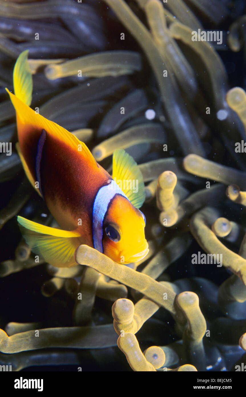 Amphiprioninae Farasan, île, Mer Rouge, en Arabie Saoudite, Moyen Orient Banque D'Images