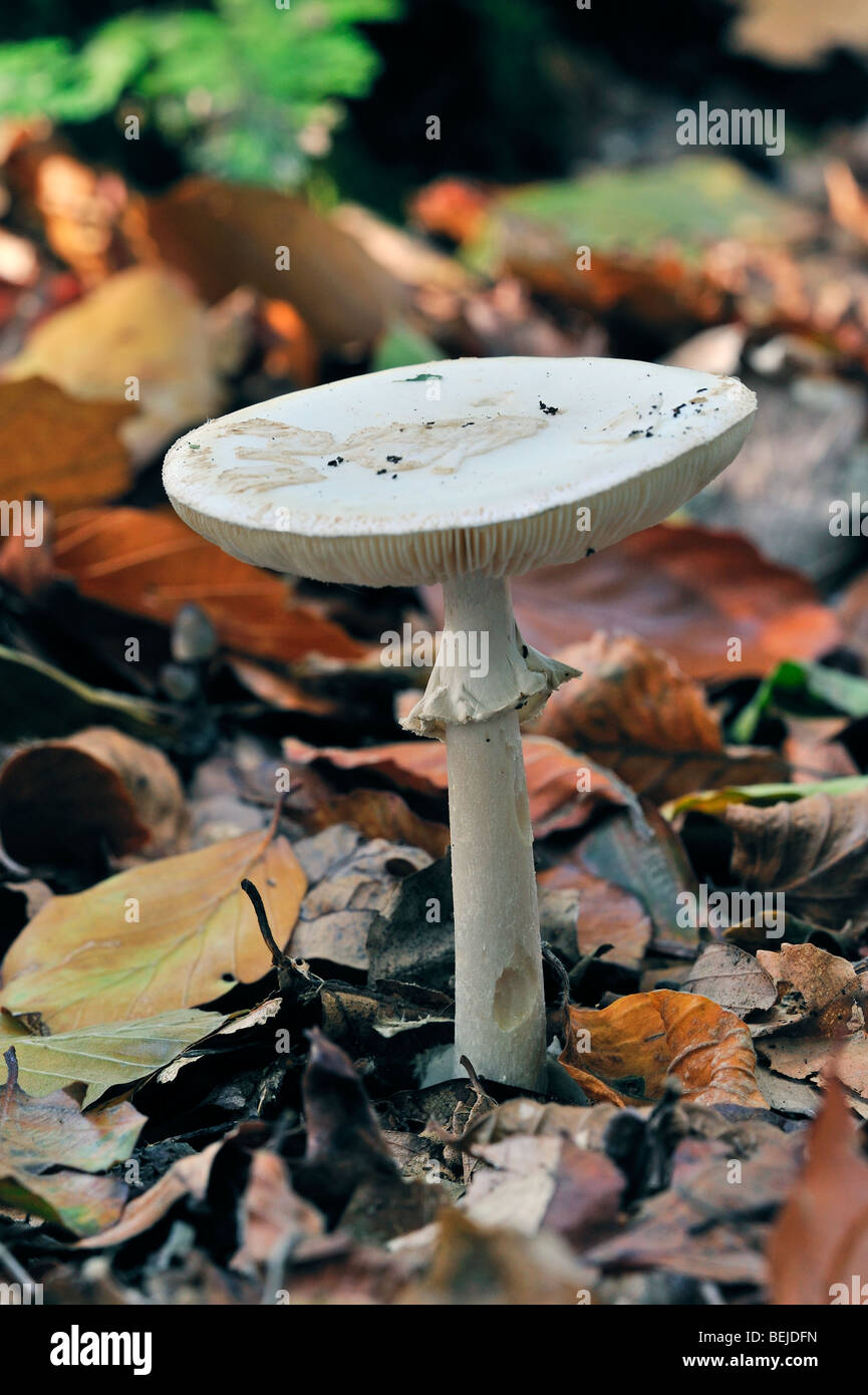 La mort de Faux cap / Citron (Amanita Amanita citrina / Amanita mappa) parmi la mousse sur sol de la forêt en automne Banque D'Images