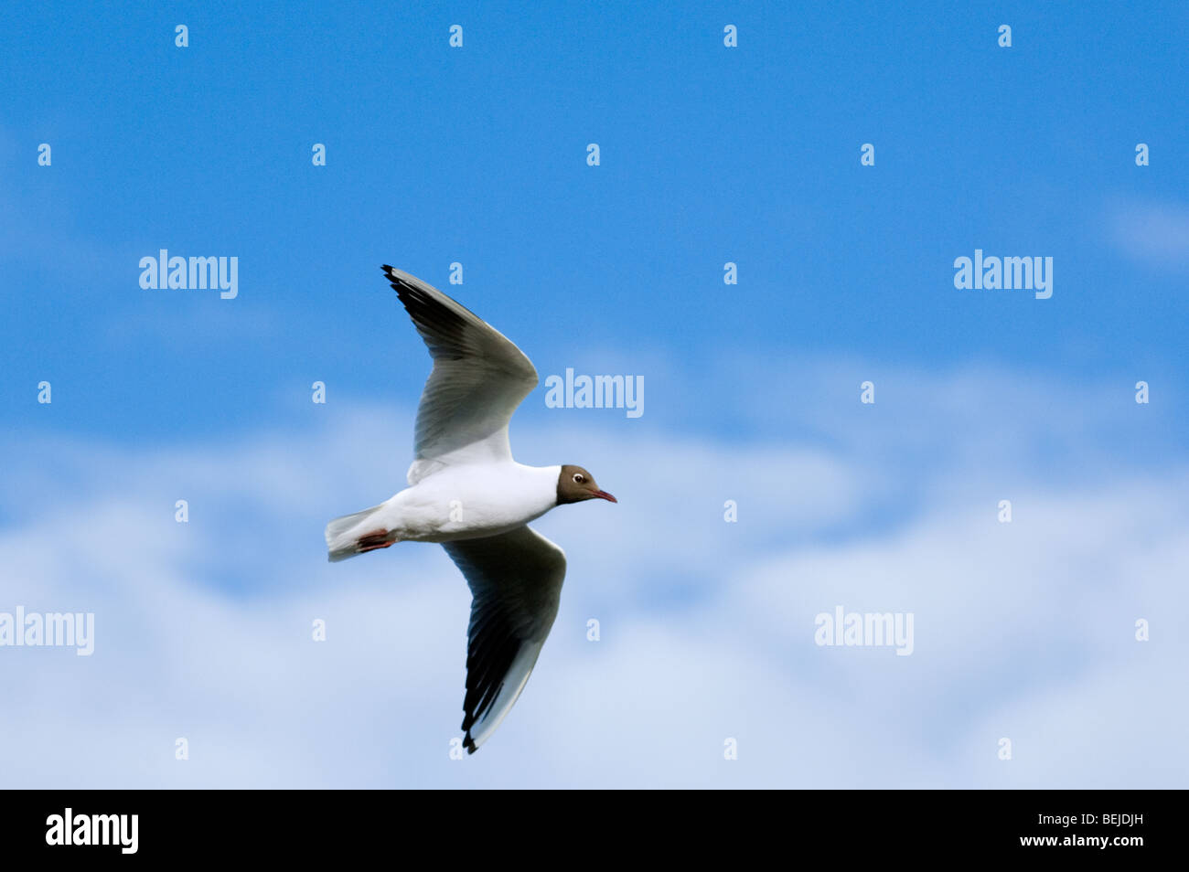Mouette rieuse (Chroicocephalus ridibundus Larus ridibundus) / en vol Banque D'Images