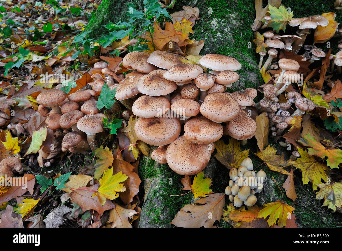 Miel foncé (champignon Armillaria Armillaria ostoyae / solidipes) croissant en cluster sur tronc d'arbre dans la forêt d'automne Banque D'Images