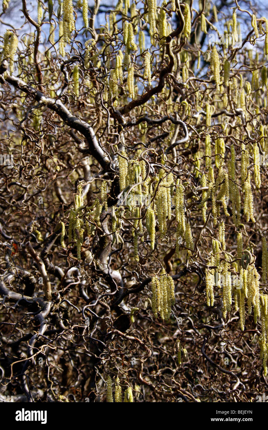 CORYLUS AVELLANA CONTORTA. CORKSCREW HAZEL. HARRY LAUDER'S Bâton de marche. Vu en hiver avec des chatons. Banque D'Images