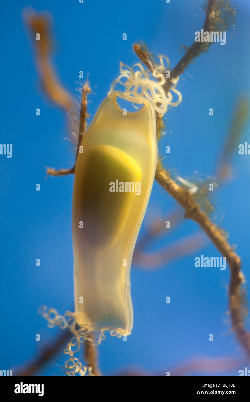 Requin Scyliorhinus canicula, oeufs oeufs Banque D'Images