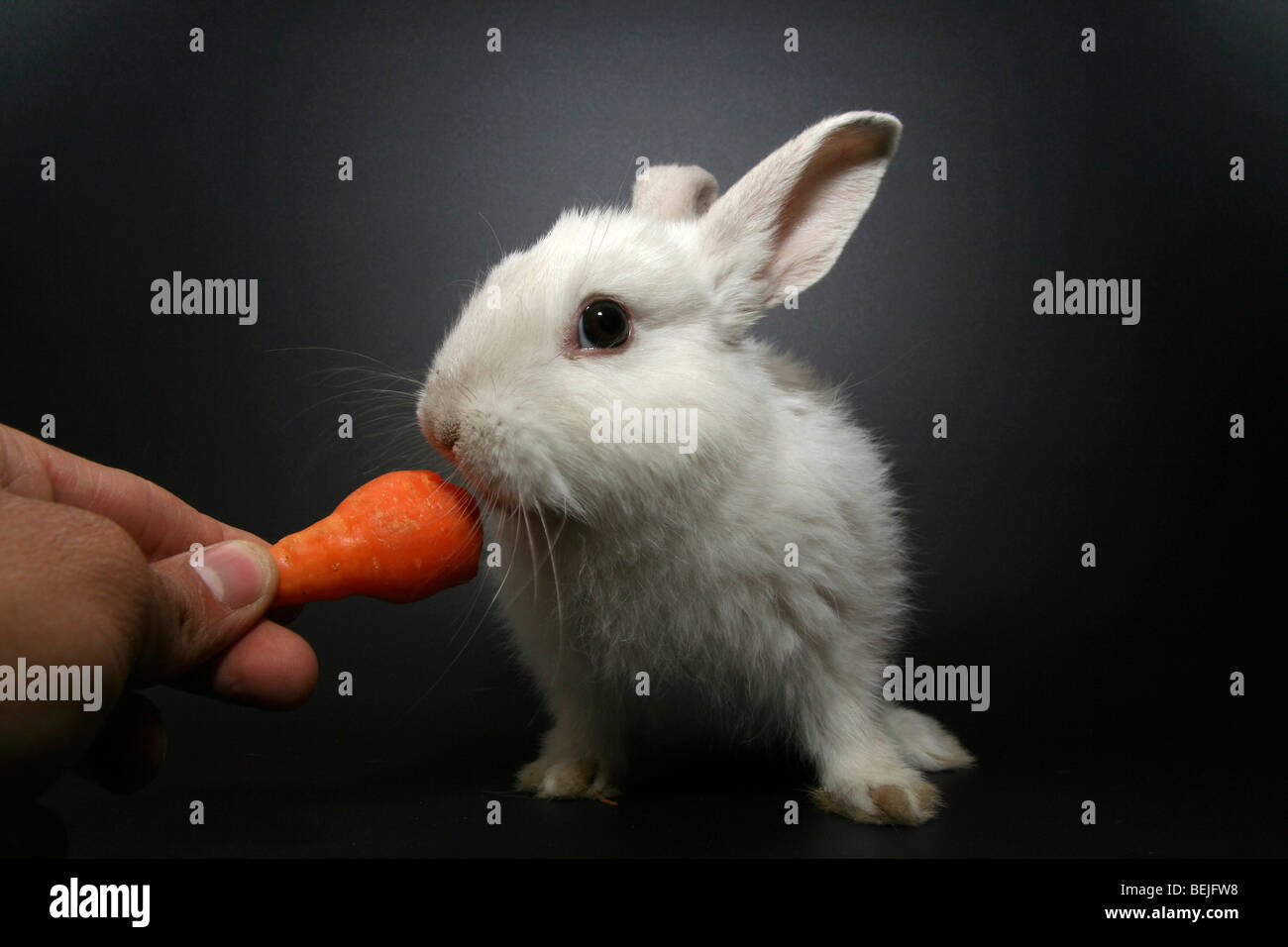 De découpe un lapin blanc alimenté une carotte sur fond noir Banque D'Images