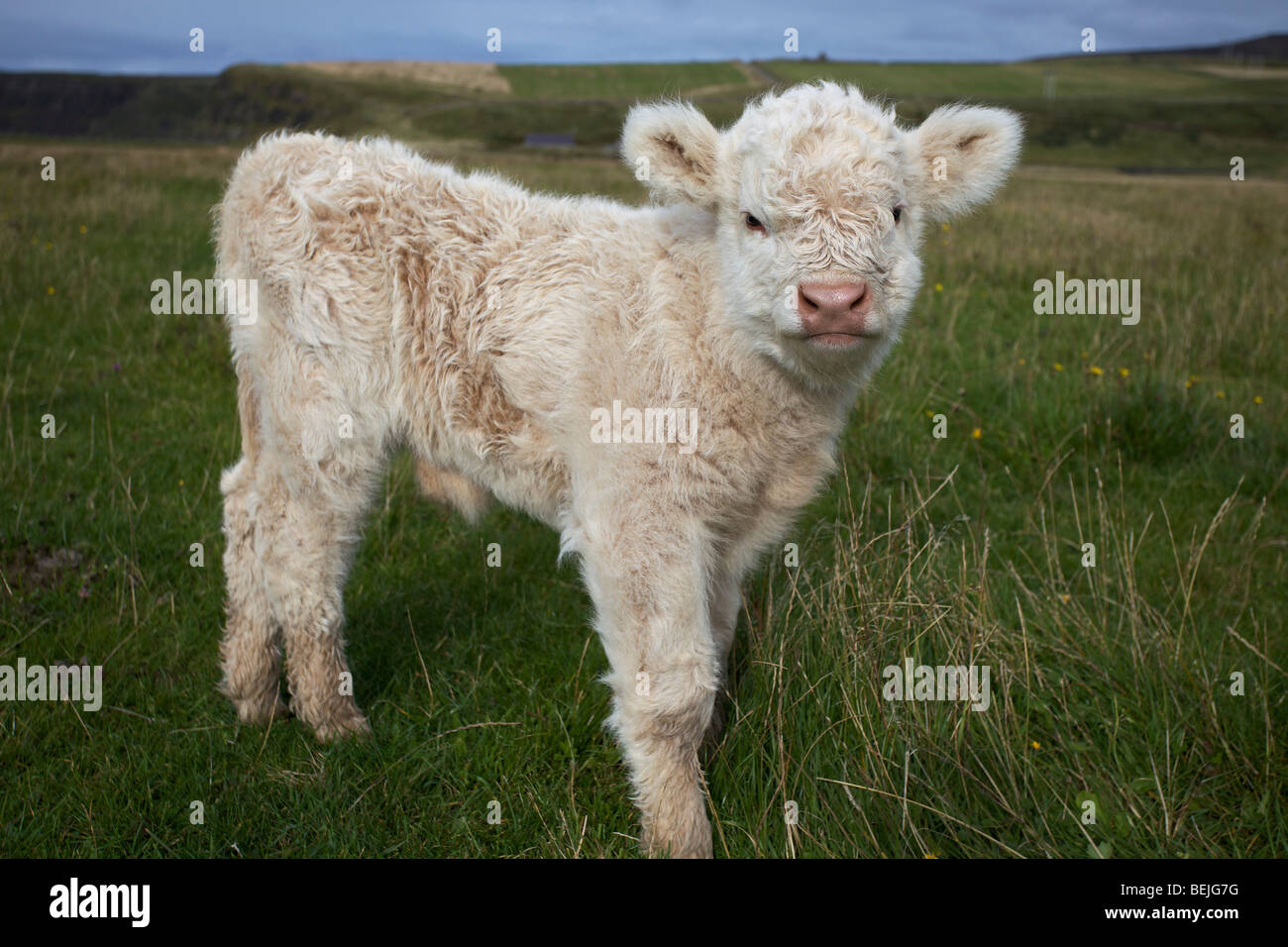 Un Bebe Vache Highland Ile De Skye Ecosse Photo Stock Alamy