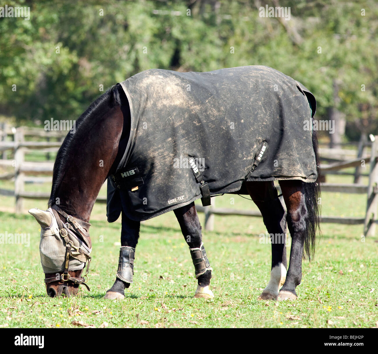 Un cheval en pâturage clôturé en prairie. Le cheval porte un gor-tex couverture de cheval et d'un Eye and Ear protection. Banque D'Images