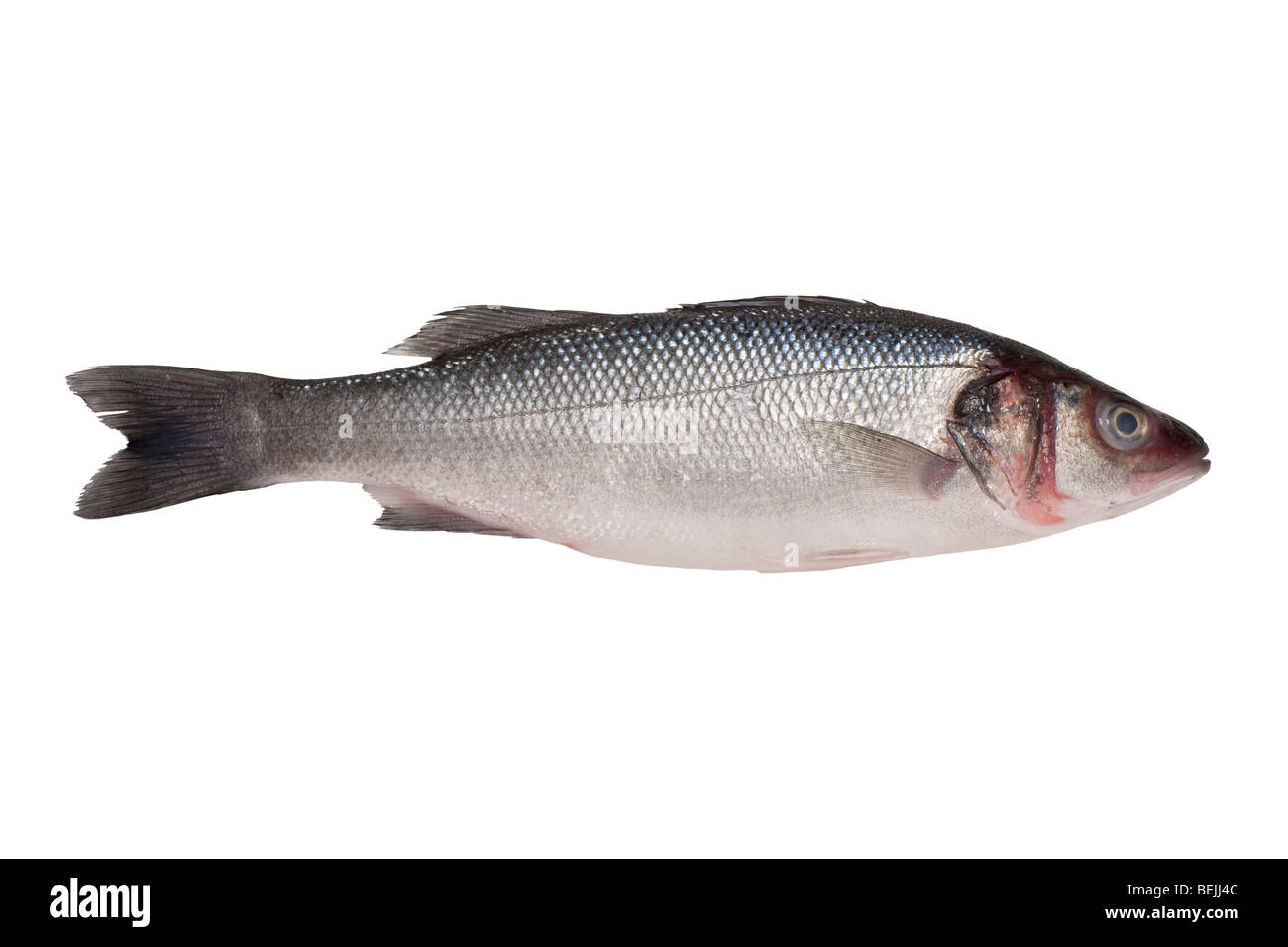 Loup de mer frais Banque D'Images