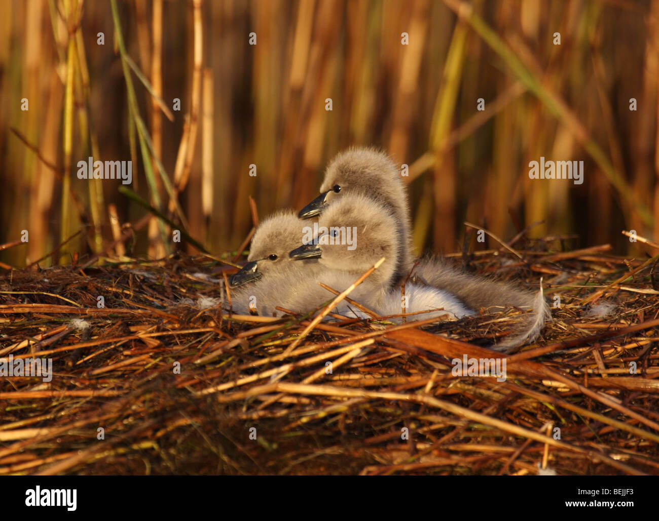 Black Swan cygnets sur un nid Banque D'Images