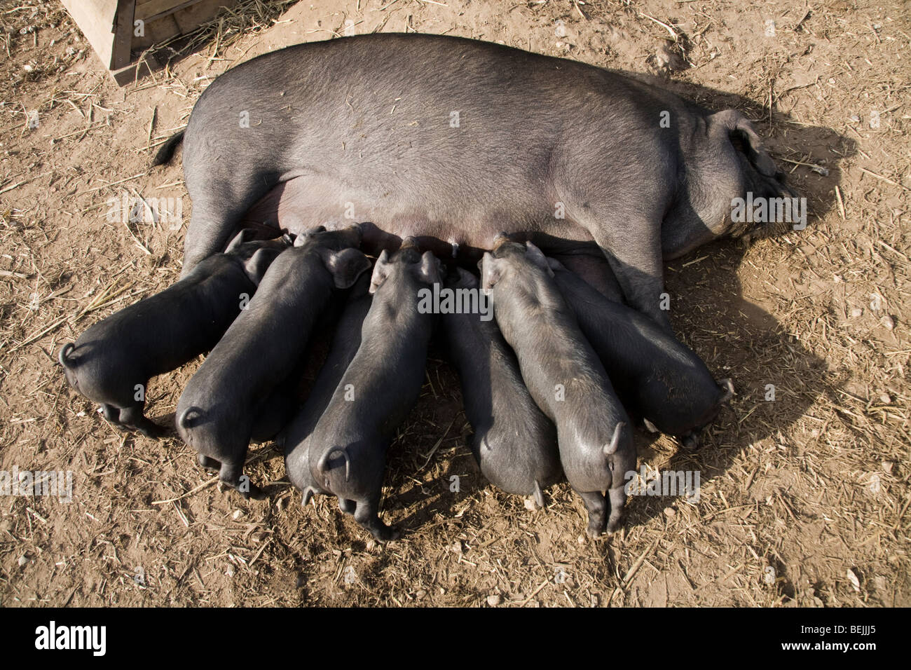 Grand Noir pedigree sow pig, également connu sous le nom de Cornish Noir, suckling sa portée de porcelets. UK. Banque D'Images