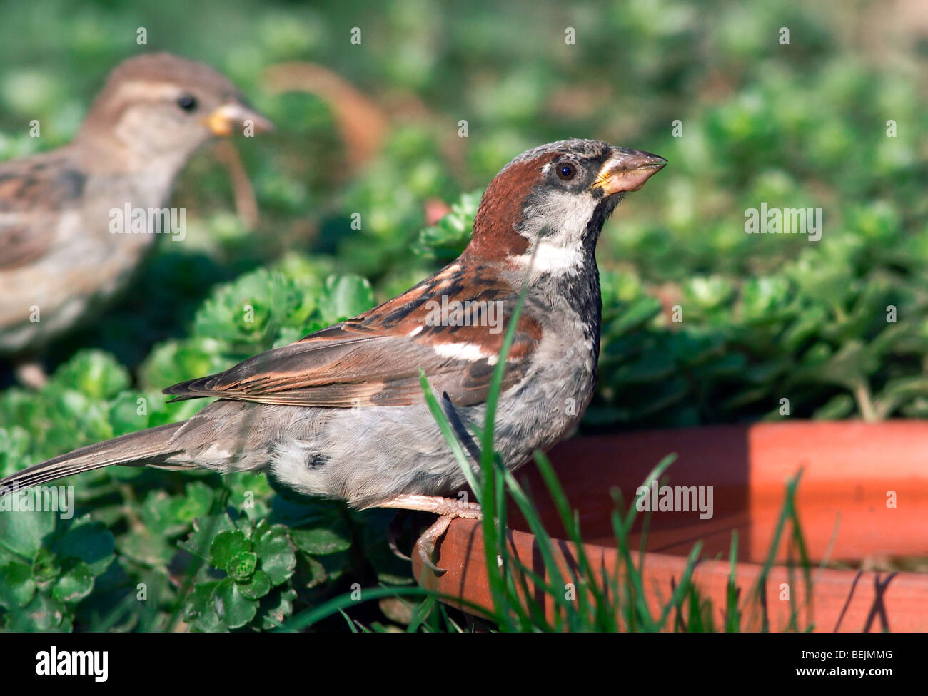 Potable sparrow commun (Passer domesticus), Belgique Banque D'Images