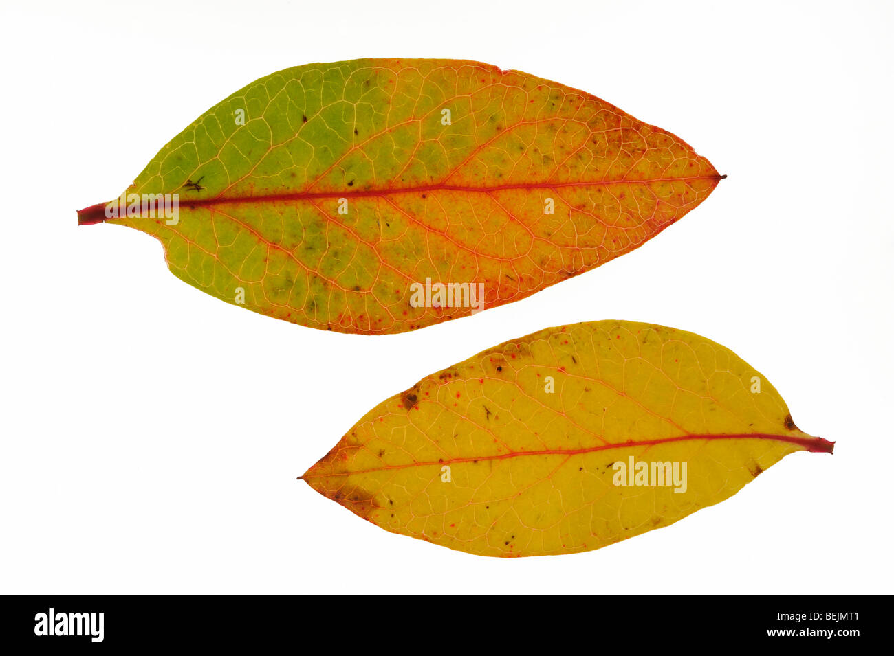 Le bleuet en corymbe (Vaccinium corymbosum) feuilles à l'automne couleurs, originaire d'Amérique du Nord Banque D'Images