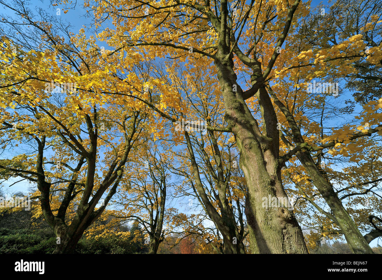 L'érable de Norvège (Acer platanoides) en couleurs de l'automne Banque D'Images