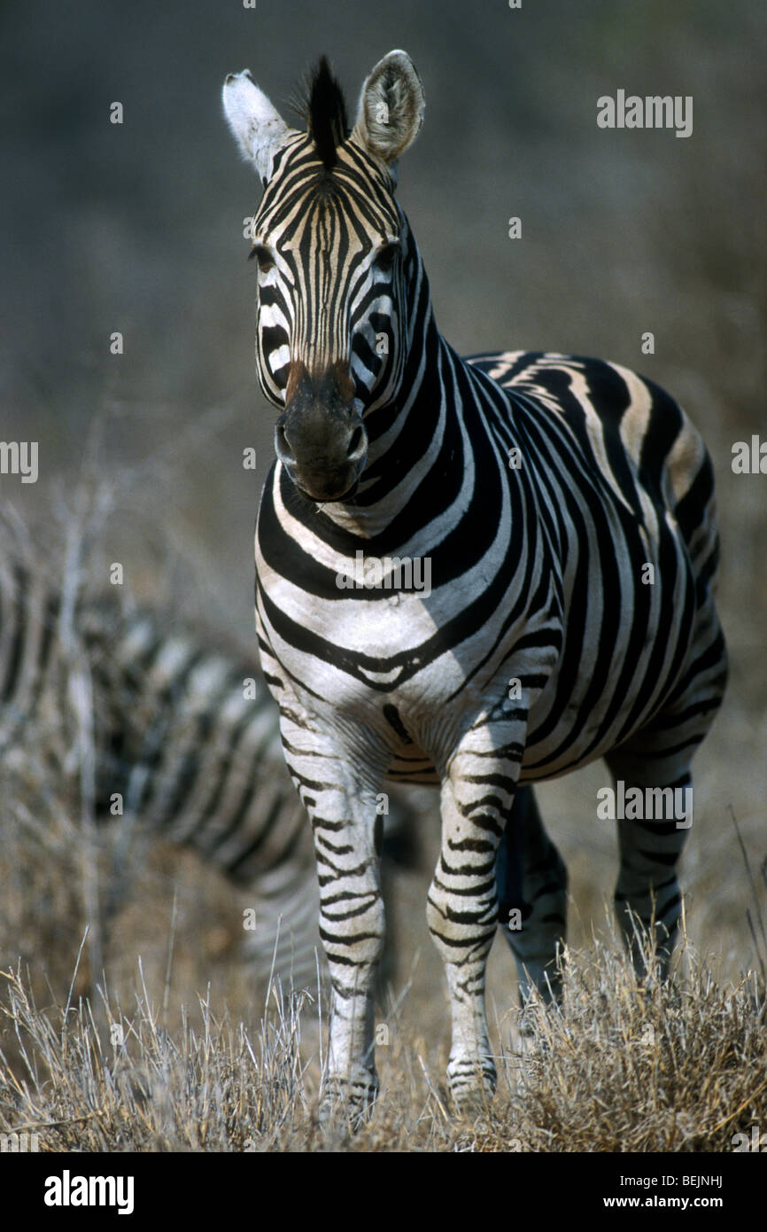 Zèbre des plaines / le zèbre de Burchell (Equus quagga / Equus ...