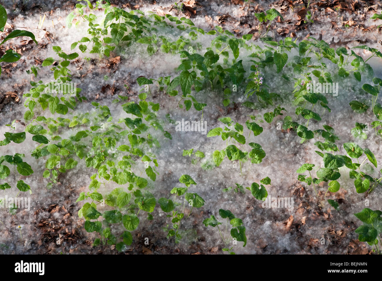 Les graines de peupliers (populus) forment des dérives profondes sur le sol au début de l'été dans les célèbres jardins de Ninfa, Latium, Italie. Banque D'Images