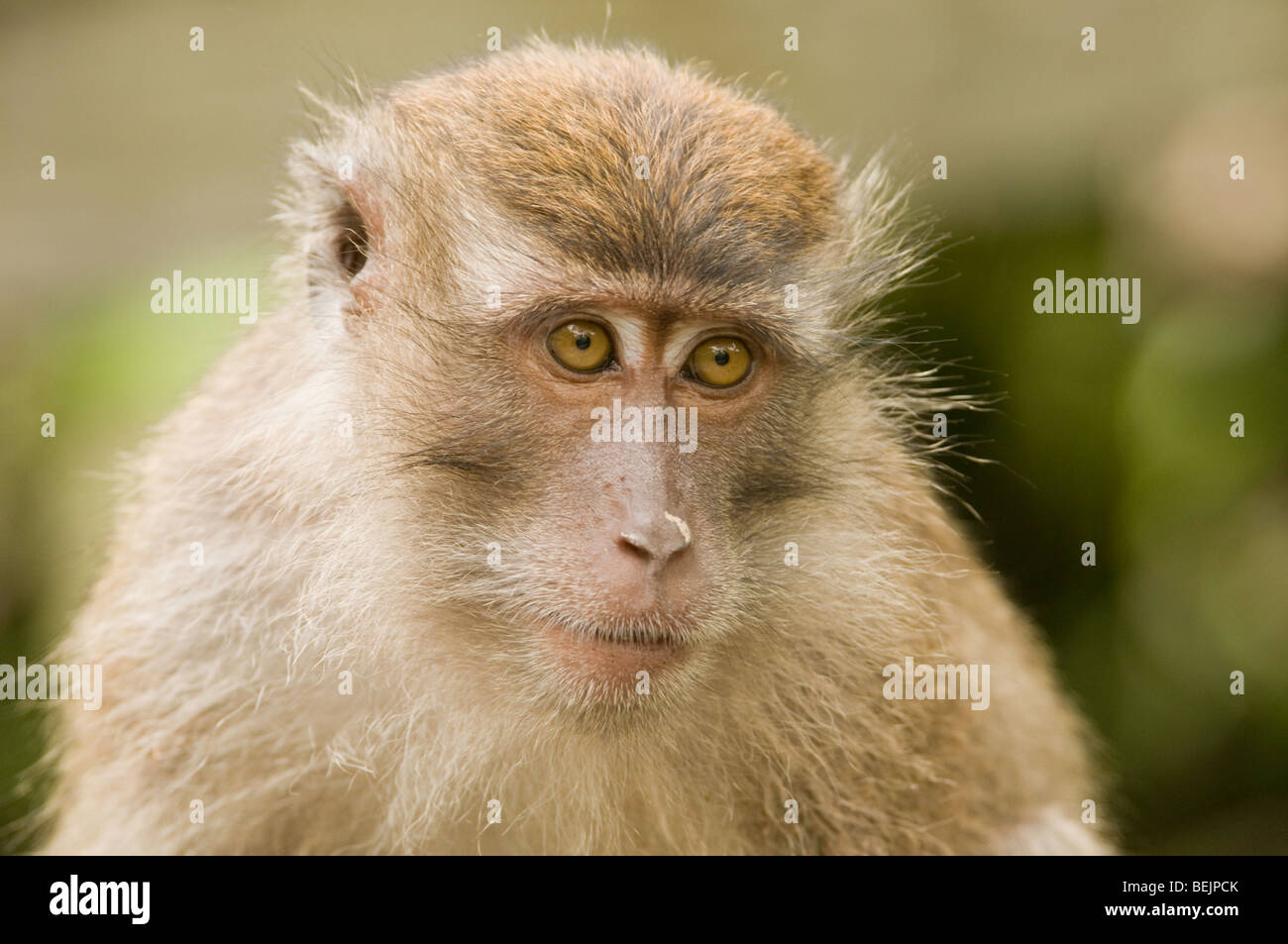 Singe macaque à longue queue dans le parc national de Tanjung Puting, Bornéo Banque D'Images