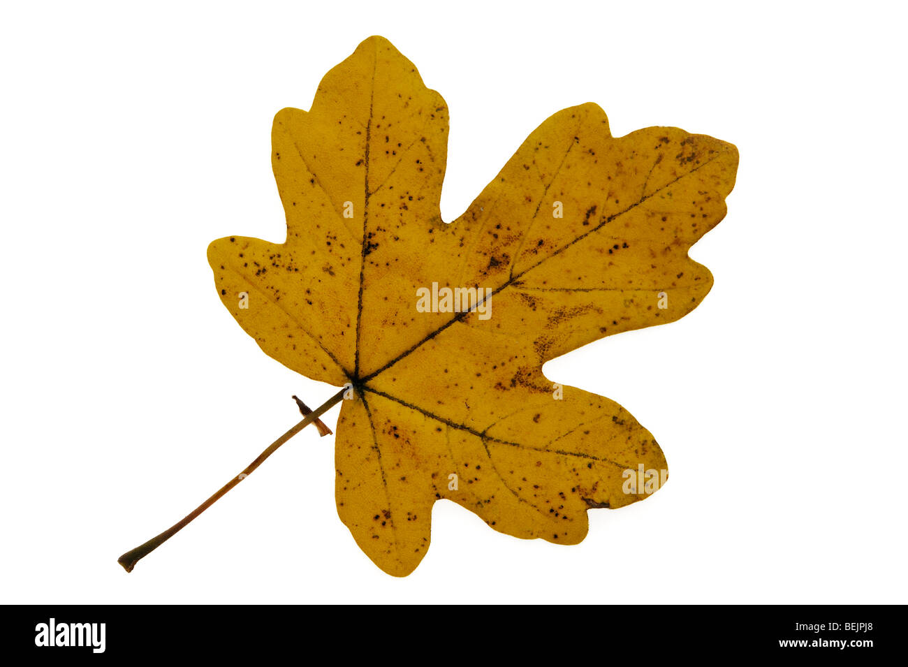 Domaine l'érable (Acer campestre) feuille en couleurs de l'automne, de l'Europe Banque D'Images