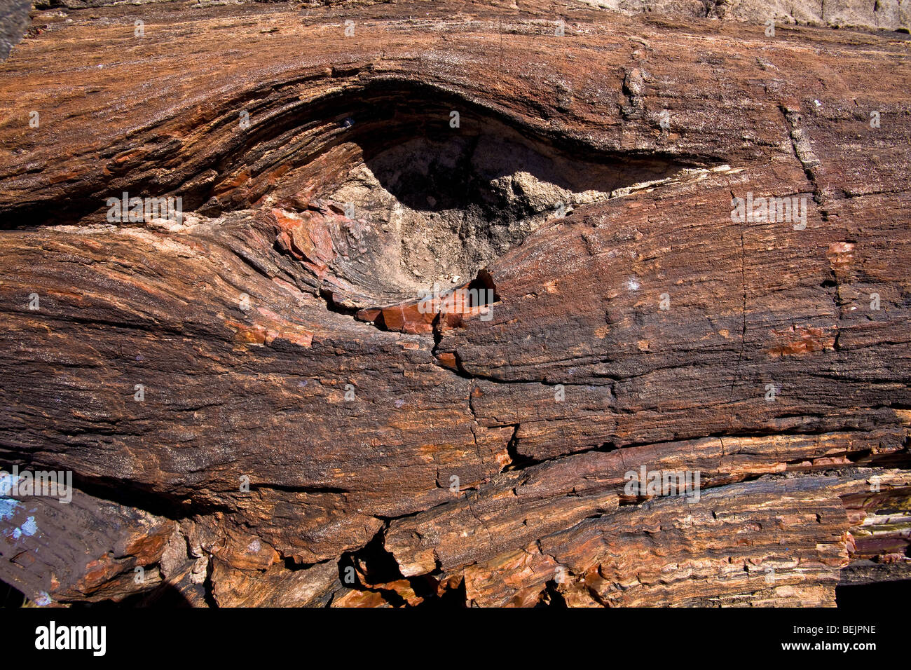Le bois pétrifié, Arizona, États-Unis d'Amérique, Amérique du Nord Banque D'Images