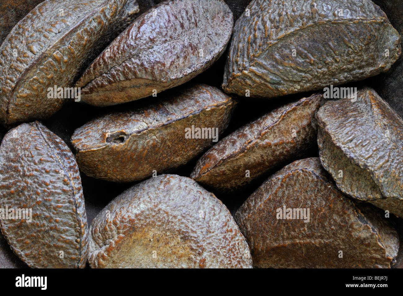 Les noix du Brésil (Bertholletia excelsa), originaire d'Amérique du Sud Banque D'Images