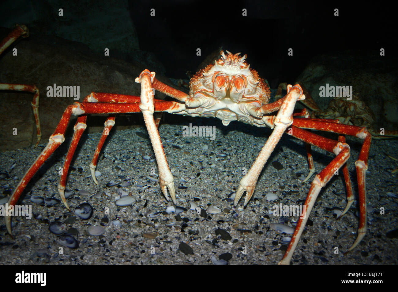 Macrocheira kaempferi crabe araignée japonais prises sur Two Oceans Aquarium, Cape Town, Afrique du Sud Banque D'Images