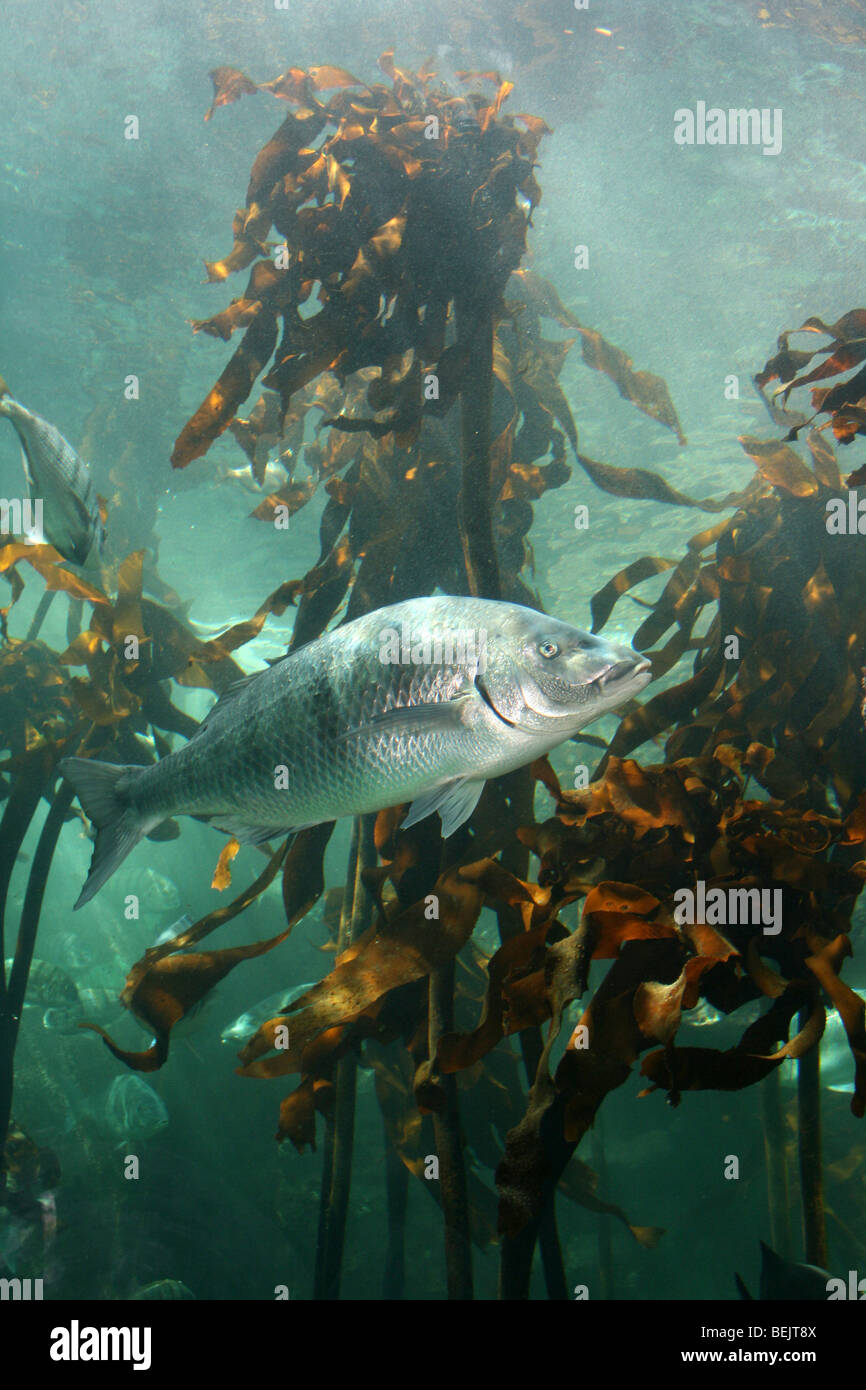 White Steenbras (Lithognathus Lithognathus) A.k.a. Pignose Grunter Natation Dans La Forêt De Kelp À L'Aquarium De Deux Océans, Le Cap, Afrique Du Sud Banque D'Images White Steenbras (Lithognathus Lithognathus) A.k.a. Pignose Grunter Natation Dans La Forêt De Kelp À L'Aquarium De Deux Océans, Le Cap, Afrique Du Sud Banque D'Images