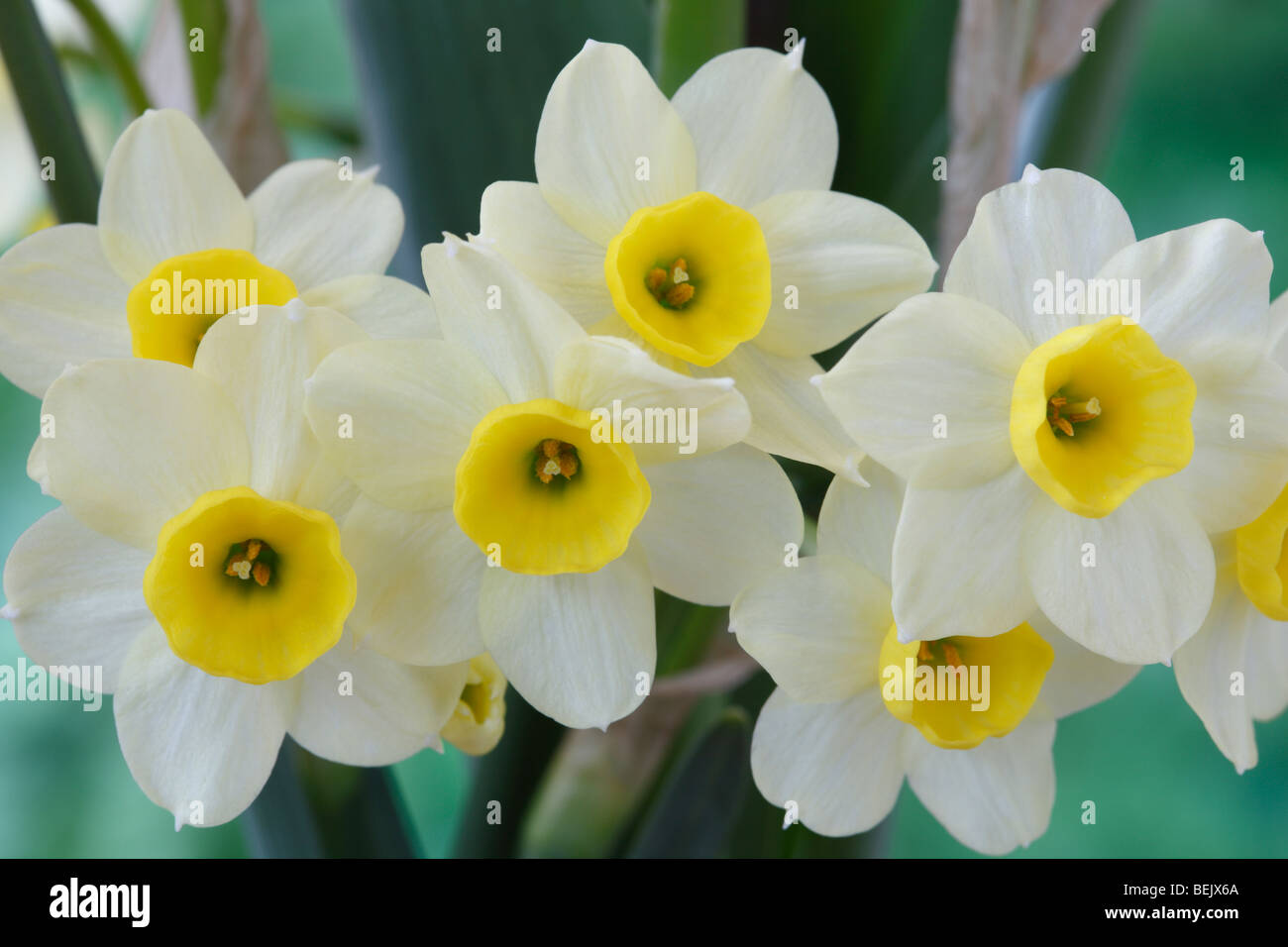 Narcissus 'Mminitec' AGM (Jonquille) Div.8 Tazetta Banque D'Images