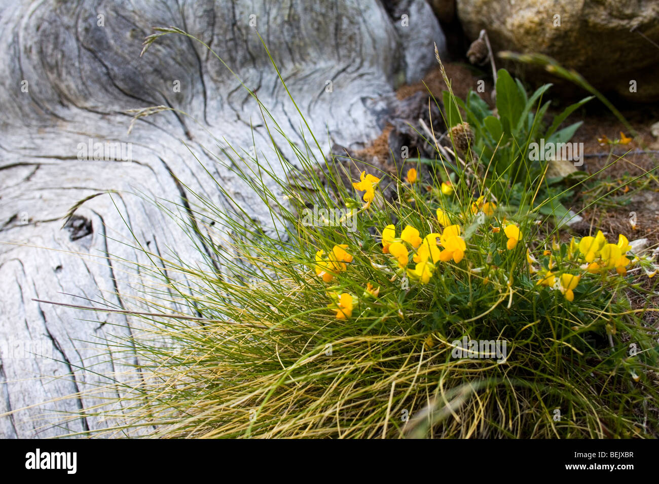 Fleurs alpines et noueuses de l'arbre de l'écorce Banque D'Images