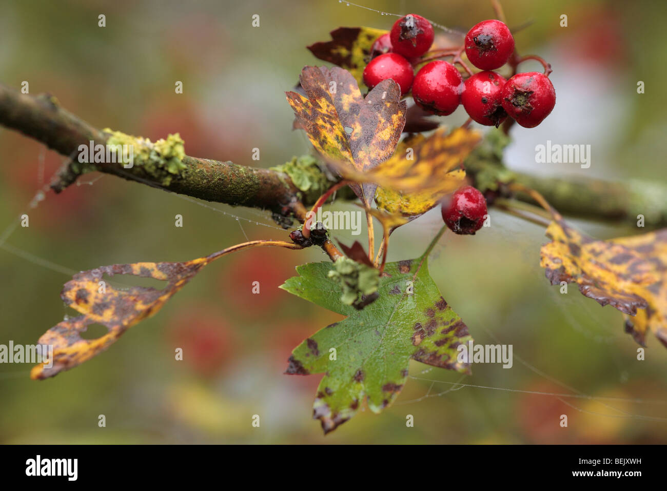 Les baies d'aubépine (Crataegus monogyna), Belgique Banque D'Images