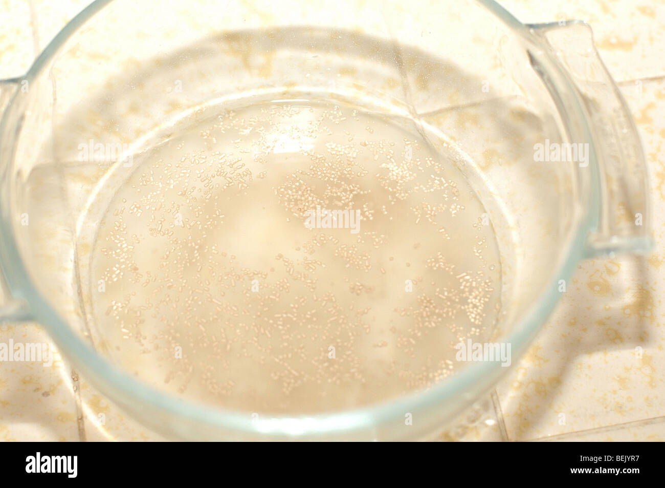 Mélanger la levure et l'eau chaude en préparation pour faire de la pate fermentee qui deviendra un volet Siciliano miche ou pain artisanal Banque D'Images