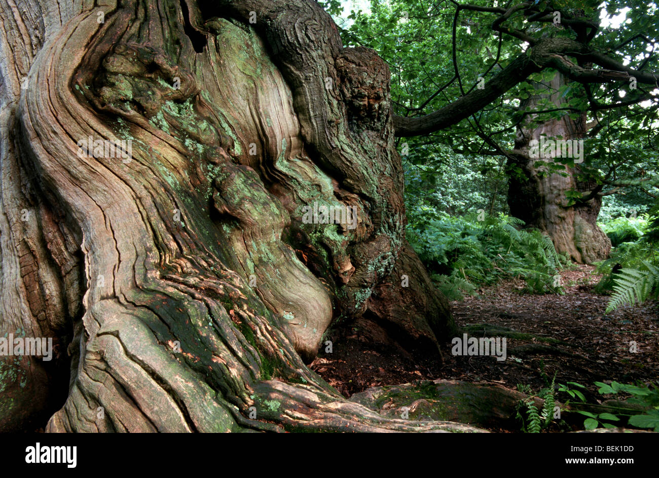 Un chêne dans les bois de la forêt de Sherwood, Dorset, UK Banque D'Images