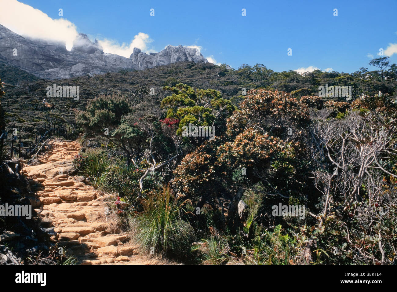 Gunung Kinabalu sous-zone engazonnée. 3 300 mètres (11 000 pieds), les arbres sont rabougris et noueux, journée ensoleillée Banque D'Images