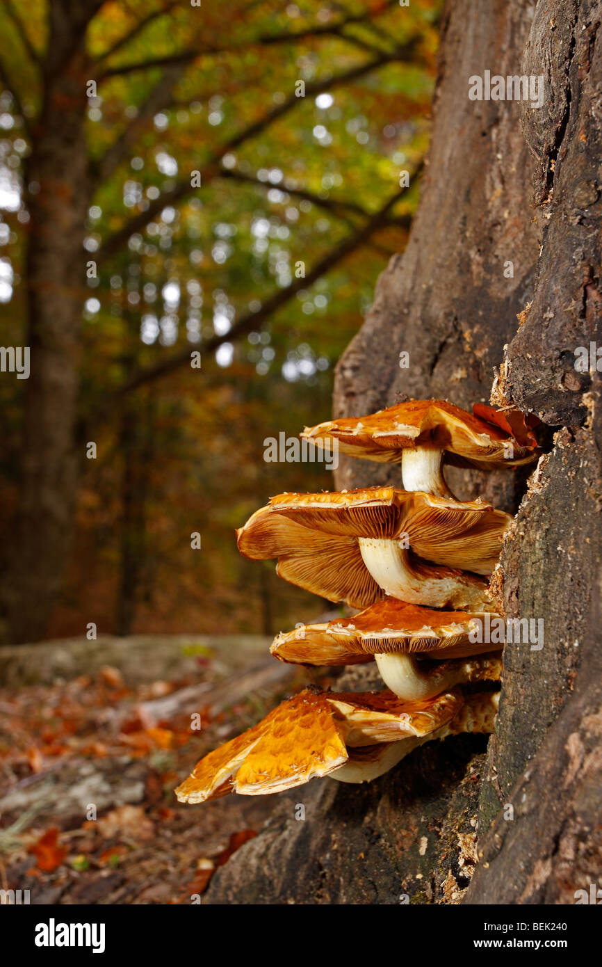 Tronc de hêtre champignons Banque D'Images