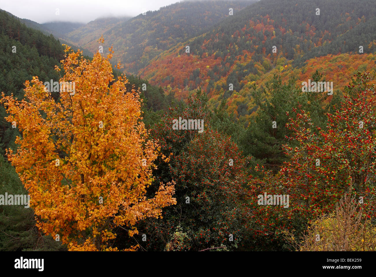 Le contraste de l'automne dans le Parc Naturel de la Sierra de Cebollera Banque D'Images