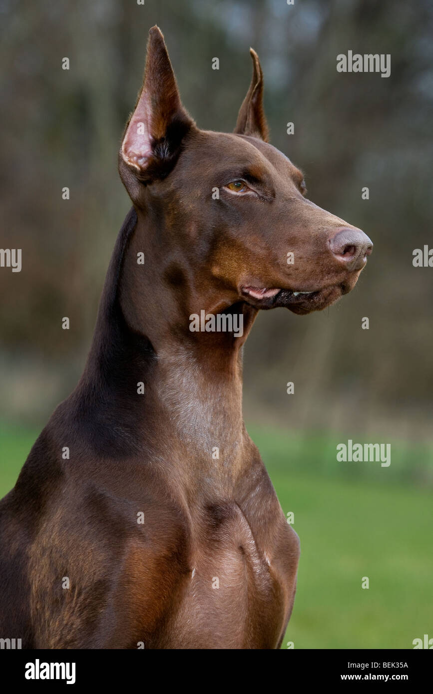 Close-up of Dobermann / Pincher / Dobermann (Canis lupus familiaris) in garden Banque D'Images