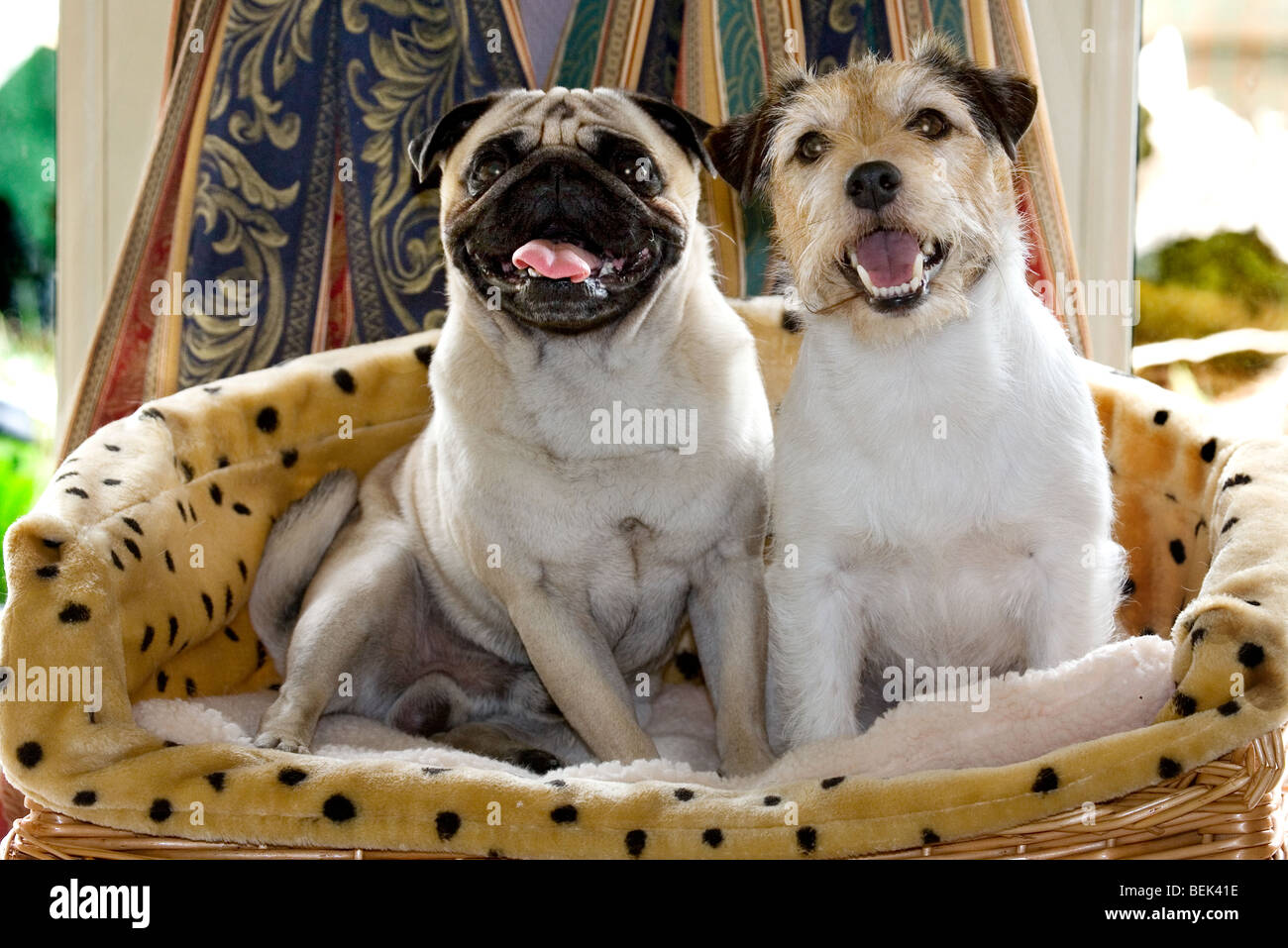 Portrait of pug chinois / Dutch chien de mastiff et Jack Russell Terrier assis dans le panier et Jack Russell Terrier chiens assis dans Banque D'Images