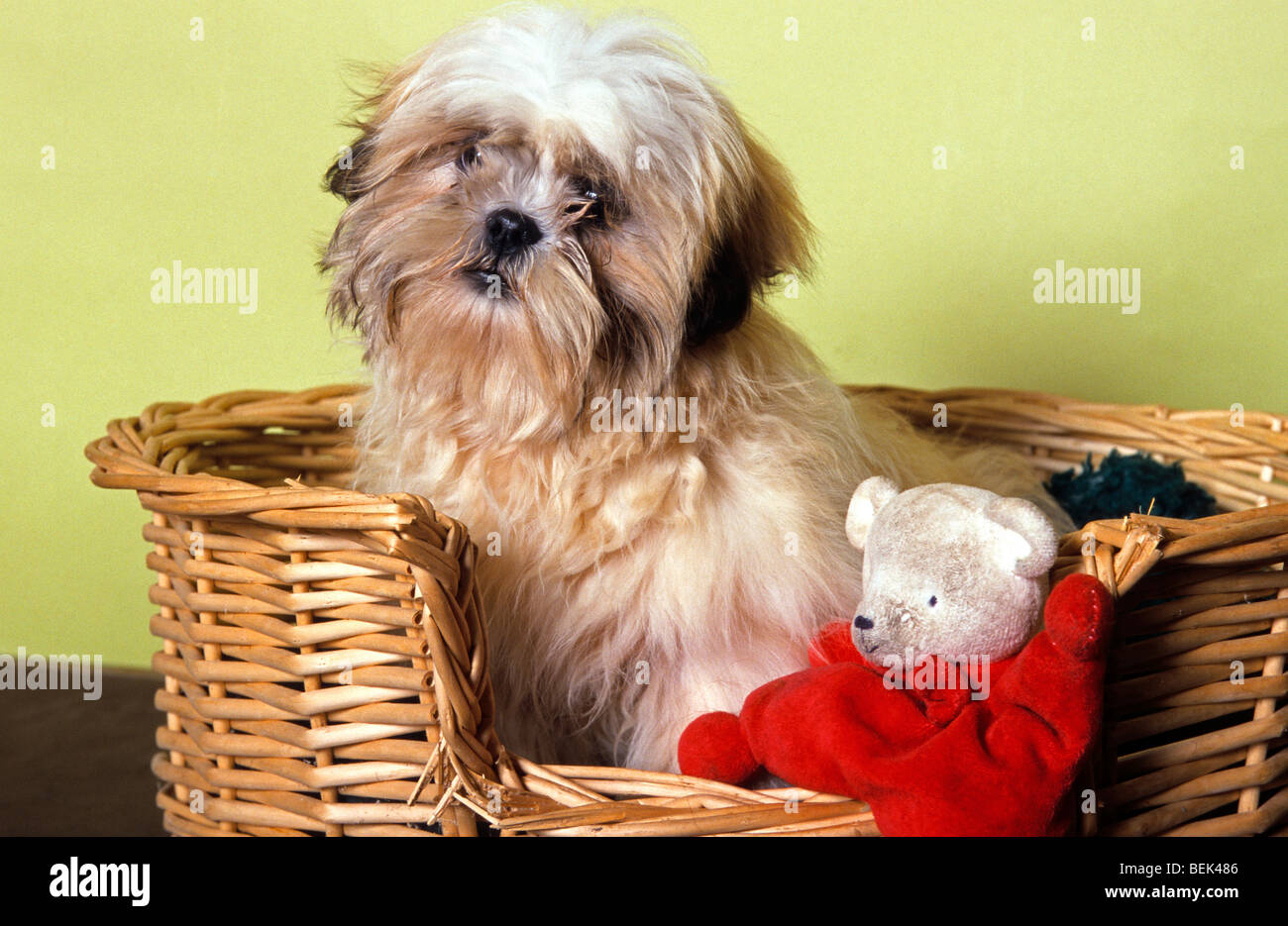 Cute Shih Tzu de shih-tzu / chien assis dans le panier avec des jouets pour  animaux Photo Stock - Alamy