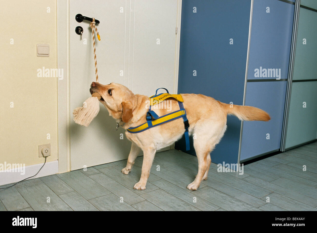 Labrador chien d'assistance avec le faisceau de l'ouverture d'un salon en tirant de porte d'acier à l'aide pour les personnes à mobilité réduite Banque D'Images