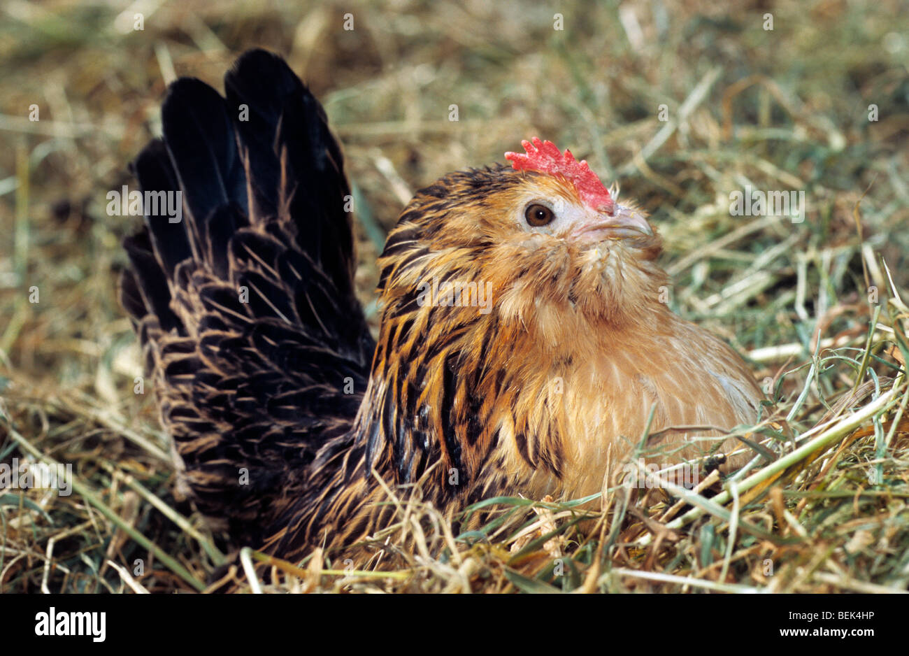 Bantam belge sur son nid de poulet Banque D'Images