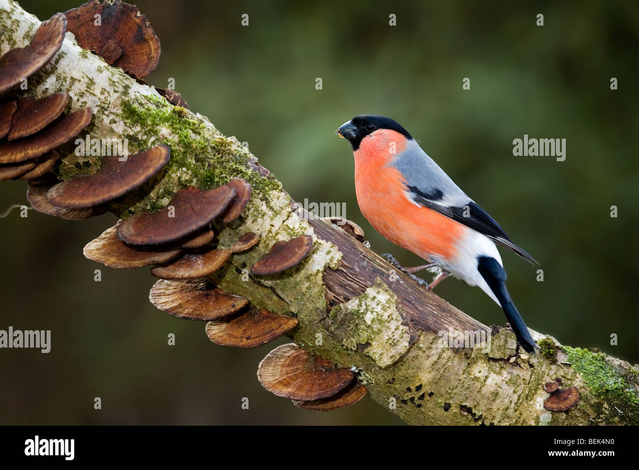 Bouvreuil commune / Canard colvert (Pyrrhula pyrrhula) mâle perché sur une branche dans la forêt Banque D'Images