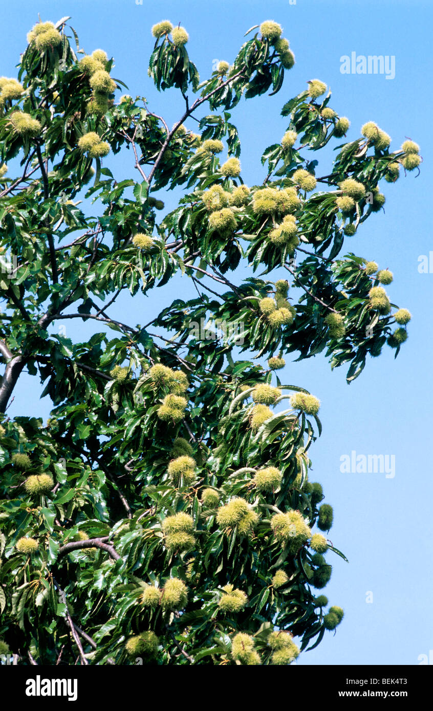 Sweet Chestnut / Marron (Castanea sativa) montrant les feuilles et les enveloppes contenant des noix Banque D'Images