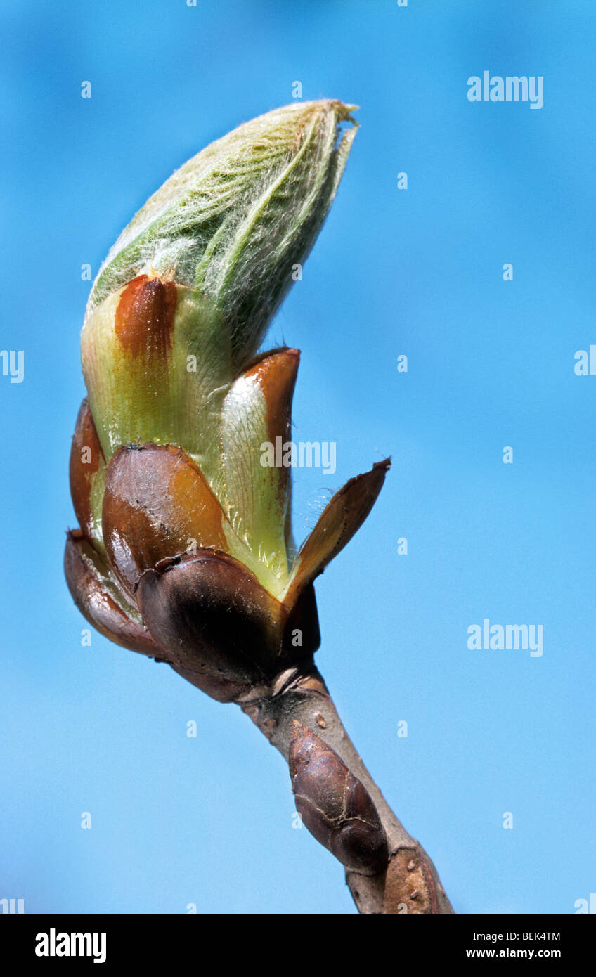 Sweet Chestnut / Marron (Castanea sativa) et les feuilles des bourgeons au printemps émergents Banque D'Images