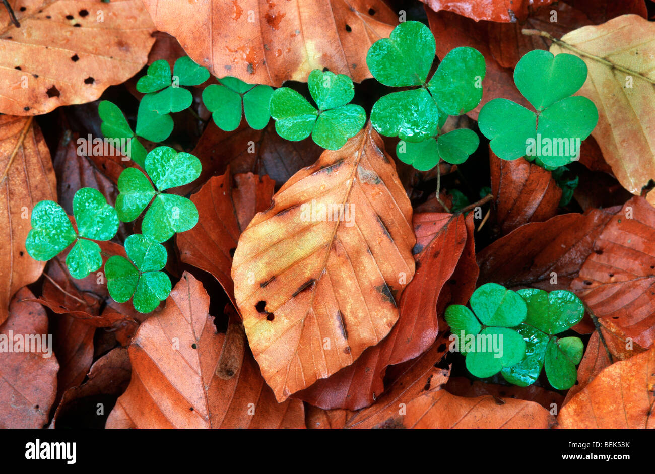 Le trèfle (Trifolium sp.) entre les feuilles de hêtre tombé en forêt d'automne Banque D'Images
