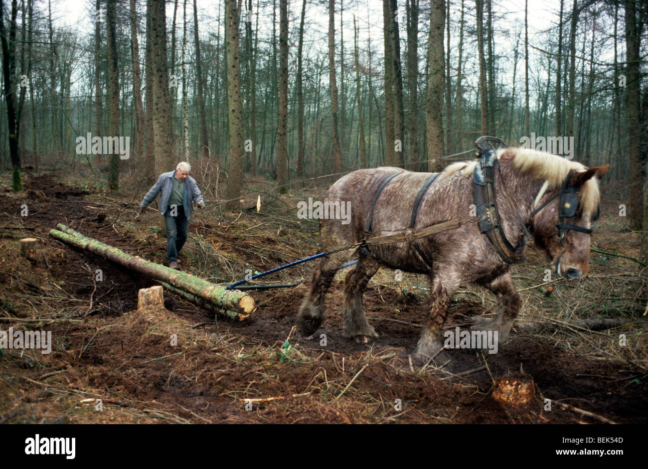 Tronc d'arbre forestier faisant glisser / Se connecter à partir de la forêt avec des chevaux de trait belge Brabant / cheval lourd (Equus caballus), Belgique Banque D'Images