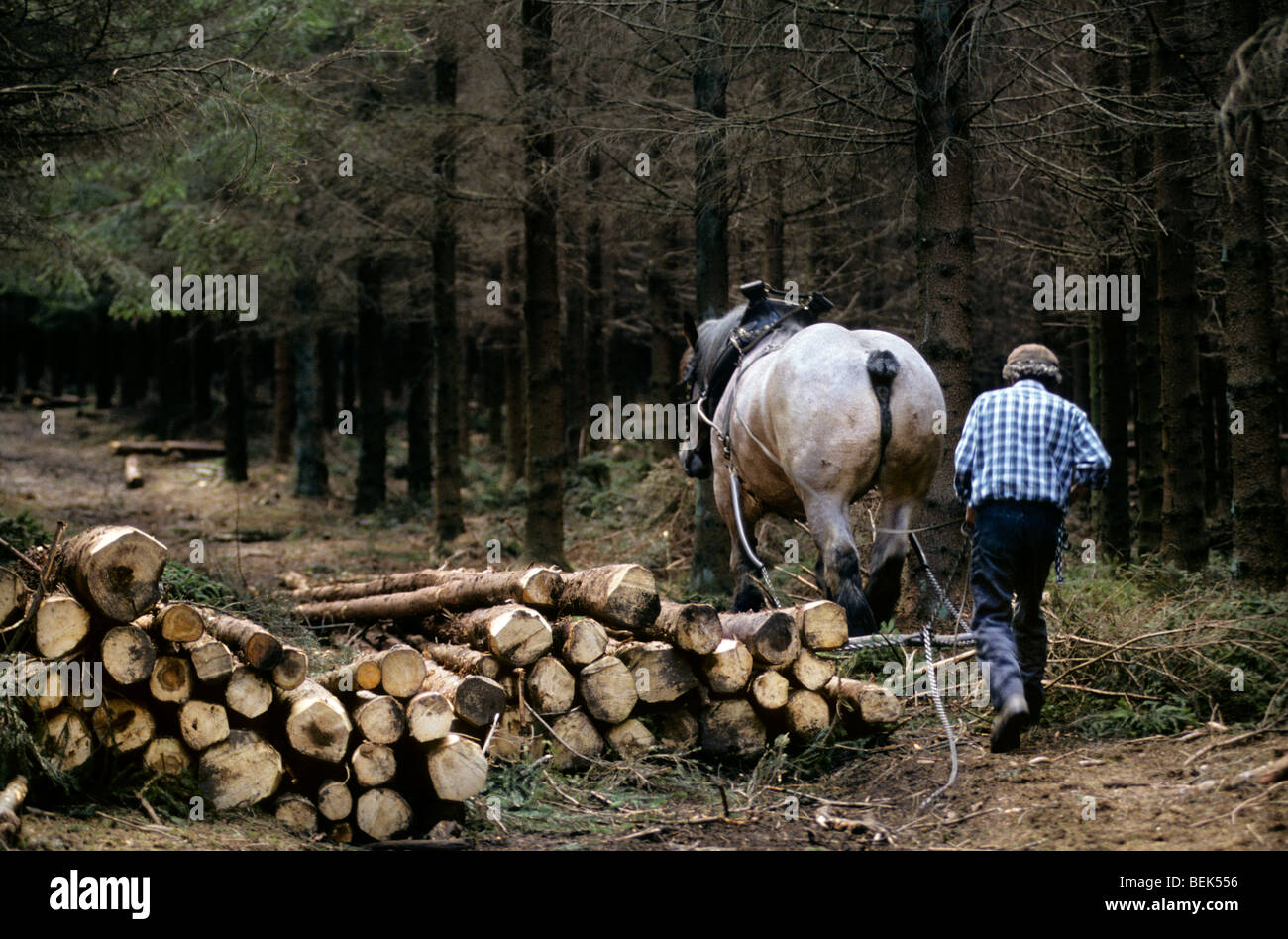 Tronc d'arbre forestier faisant glisser / Se connecter à partir de la forêt avec des chevaux de trait belge Brabant / cheval lourd (Equus caballus), Belgique Banque D'Images