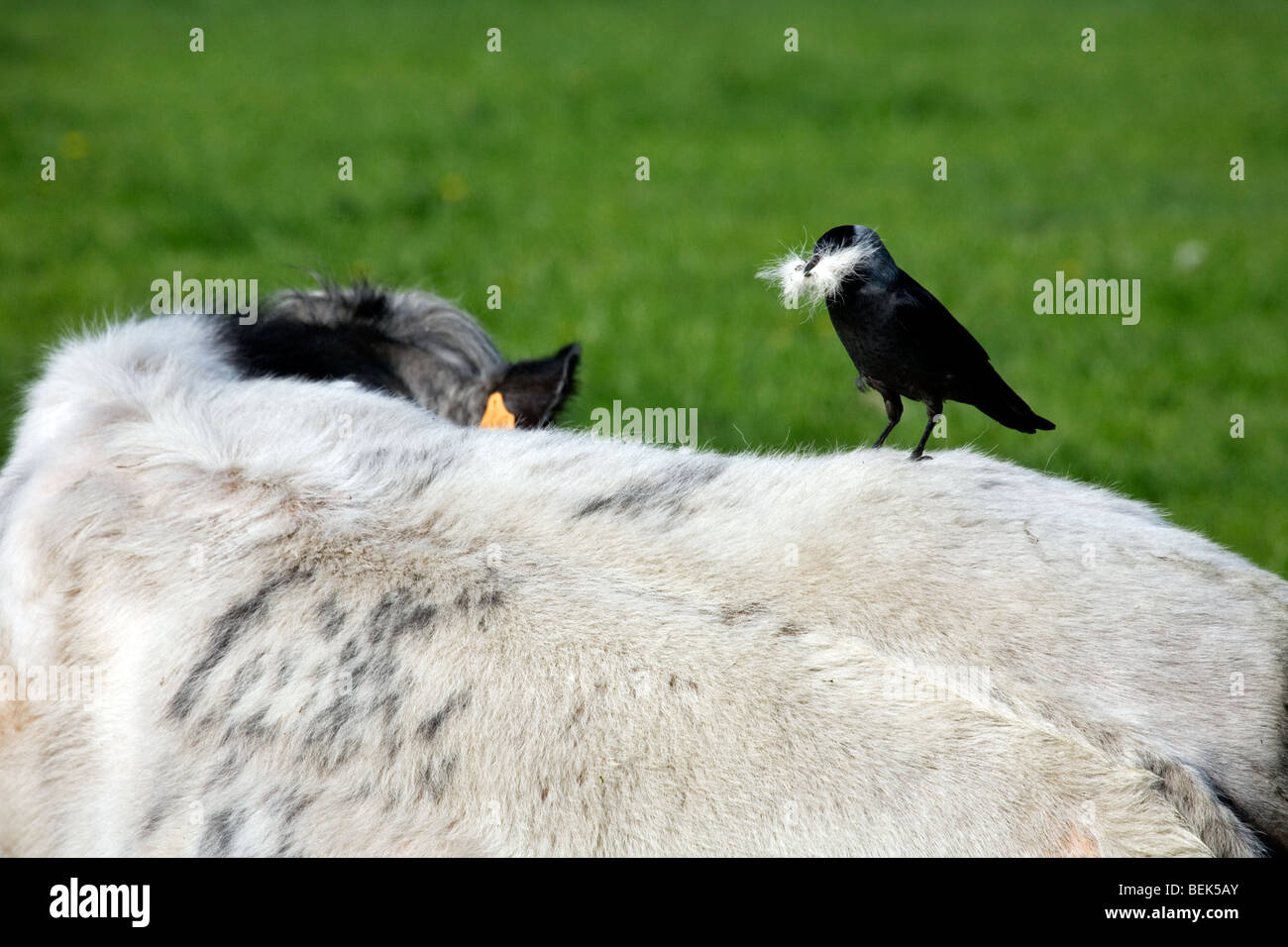 Choucas (Corvus monedula) la cueillette des cheveux de la vache au champ pour la construction du nid Banque D'Images
