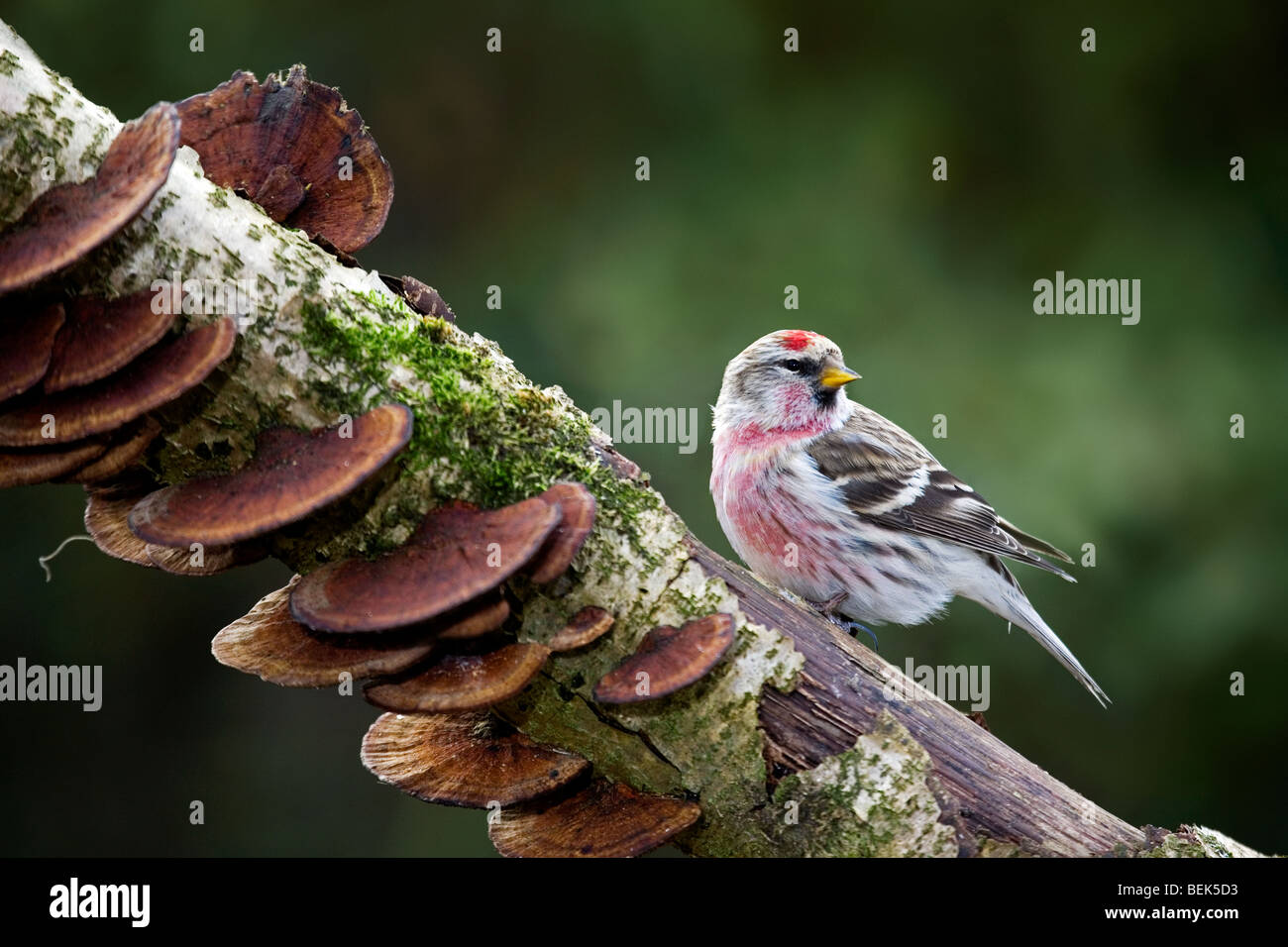 Sizerin flammé (Carduelis flammea) hommes assis sur une branche couverte de champignons Banque D'Images