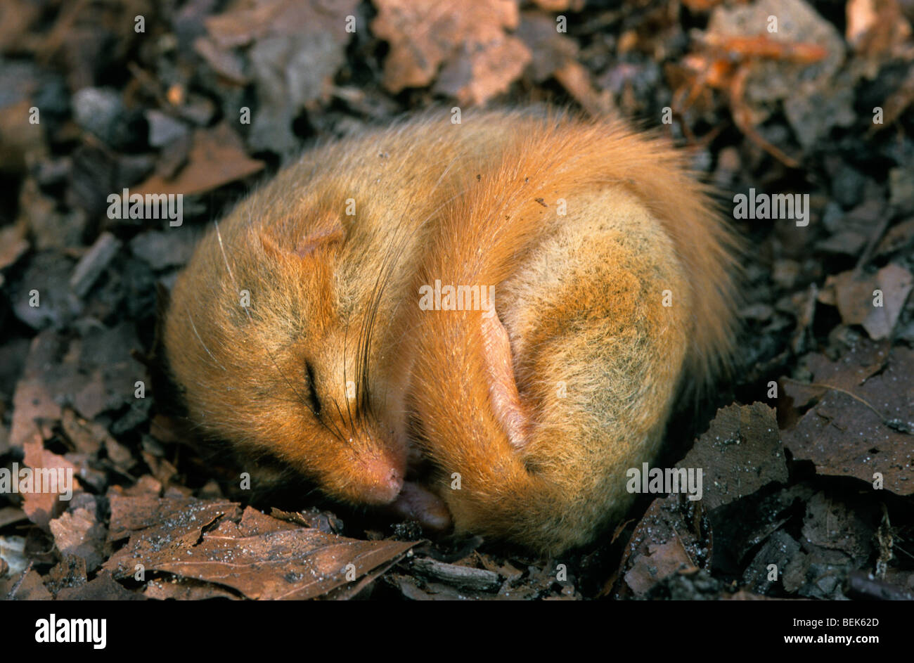 Loir commun / Muscardinus avellanarius hazel (Vanessa cardui) dormant dans la litière à même le sol forestier au cours de l'hibernation en hiver Banque D'Images